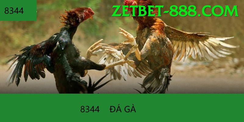 Cách Đọc Kèo Đá Gà